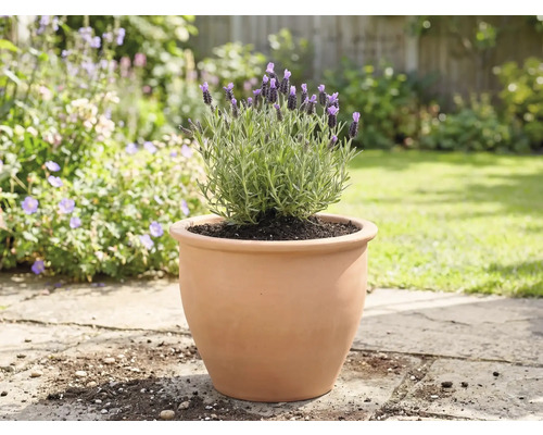Lavendel i en terrakottakruka i trädgården.