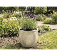 Lavendel i en kruka i trädgården.