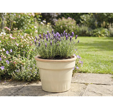 Lavendel i kruka i trädgården