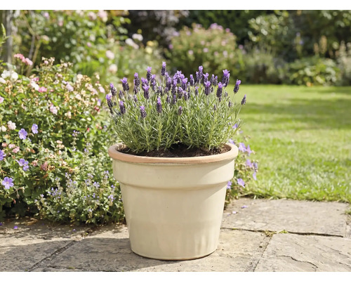 Lavendel i kruka i trädgården