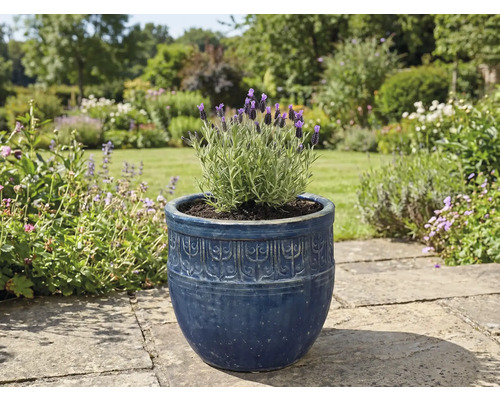 Lavendel i en dekorativ blomkruka i trädgården