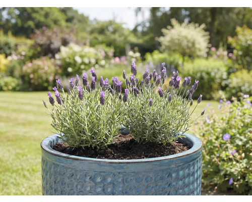 Lavendel i blå kruka i trädgården