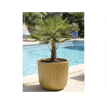 Hampa palm i kruka bredvid en pool