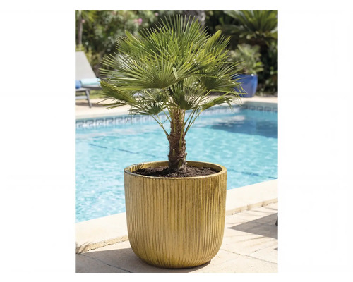 Hampa palm i kruka bredvid en pool