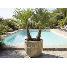 Två palmer i en planteringslåda bredvid en pool