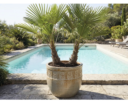 Två palmer i en planteringslåda bredvid en pool