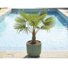 Hampa palm i kruka vid poolen