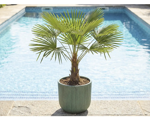 Hampa palm i kruka vid poolen