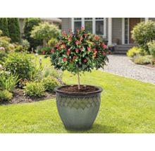 Rosenträd i planteringskärl på en gräsmatta