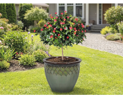 Rosenträd i planteringskärl på en gräsmatta