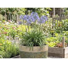 Blommande Agapanthus i kruka i trädgården