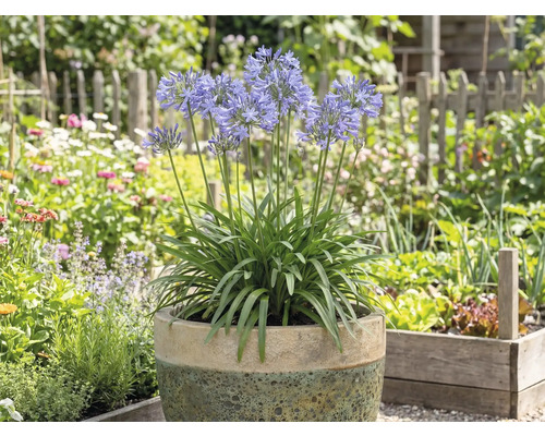 Blommande Agapanthus i kruka i trädgården