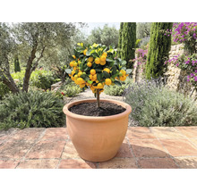 Mandarinträd i kruka för utomhusbruk