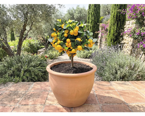 Mandarinträd i kruka för utomhusbruk