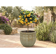 Kumquat-träd i kruka i trädgården