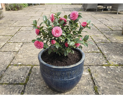 Kamelia i blå kruka med rosa blommor