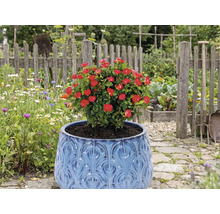 Röd ros i blå kruka i trädgården