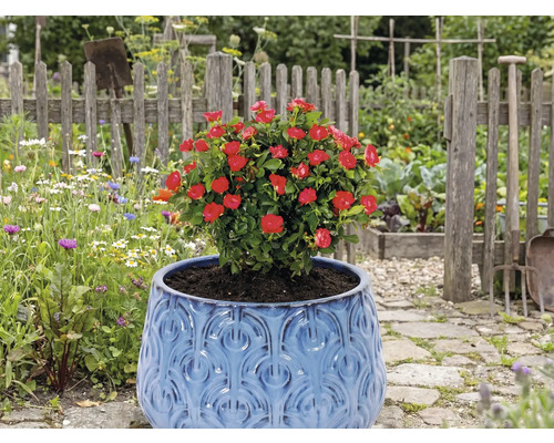 Röd ros i blå kruka i trädgården