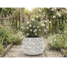 Prästkragar i en utsmyckad blomkruka på en trädgårdsgång