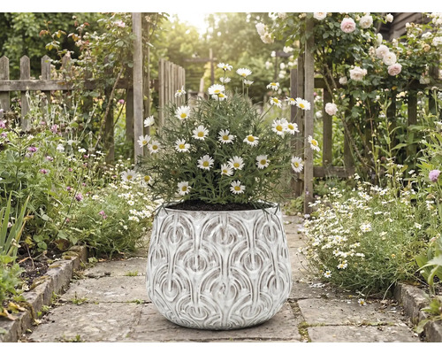 Prästkragar i en utsmyckad blomkruka på en trädgårdsgång