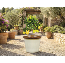 Citronträd i kruka utomhus