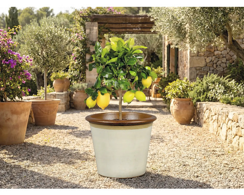 Citronträd i kruka utomhus