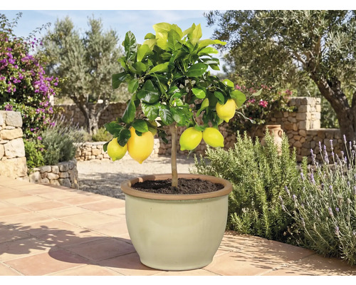 Citronträd i kruka med mogna frukter för trädgården eller terrassen