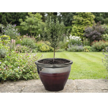 Rosmarinväxt i kruka i trädgården.