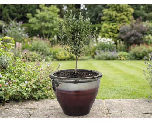 Rosmarinväxt i kruka i trädgården.