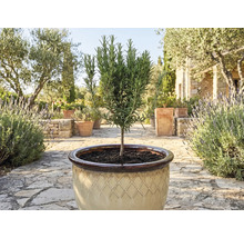 Rosmarinväxt i kruka för trädgården eller terrassen