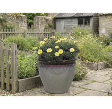 Gula prästkragar i en dekorativ kruka i trädgården.