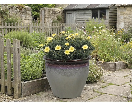 Gula prästkragar i en dekorativ kruka i trädgården.