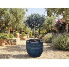 Olivträd i kruka i trädgården.