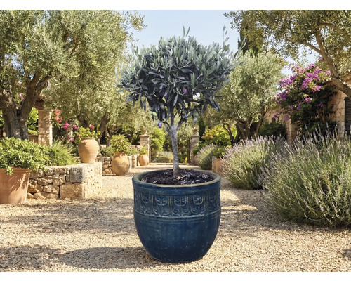 Olivträd i kruka i trädgården.