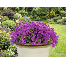 Lila bougainvillea i kruka i trädgården