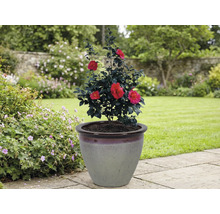 Kamelia i blomkruka i trädgården