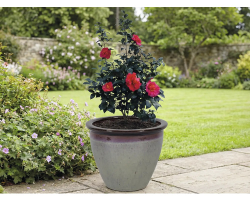 Kamelia i blomkruka i trädgården