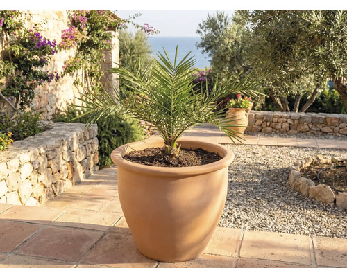 Dadelpalm i terrakottakruka för trädgården