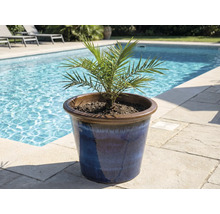 Dadelpalm i blå keramikkruka vid poolen