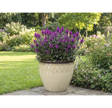 Purpurröd Celosia-blomma i en kruka i trädgården.