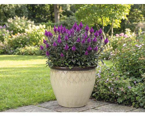 Purpurröd Celosia-blomma i en kruka i trädgården.