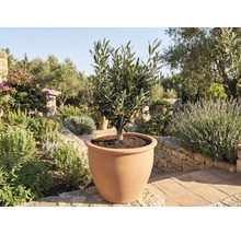 Olivträd i terrakottakruka i trädgården