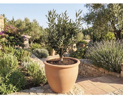 Olivträd i terrakottakruka i trädgården