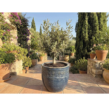 Olivträd i kruka i trädgården