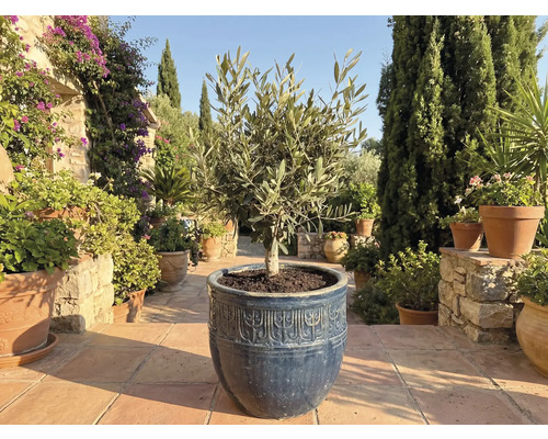 Olivträd i kruka i trädgården