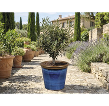 Olivträd i blå keramikkruka i trädgården