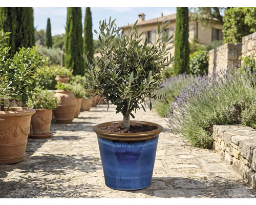 Olivträd i blå keramikkruka i trädgården