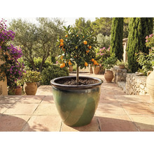 Kumquat-träd i kruka på terrassen.