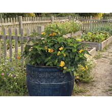 Blommande växt i dekorativ planteringslåda i trädgården