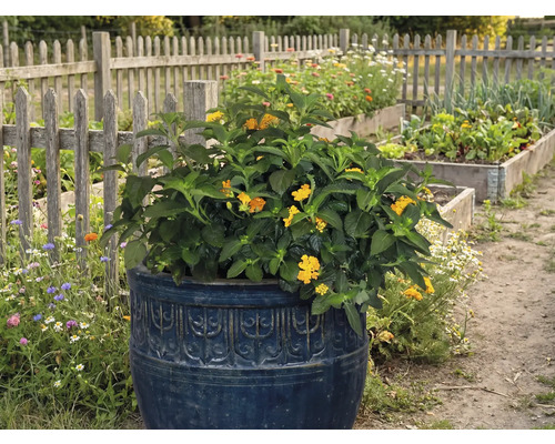 Blommande växt i dekorativ planteringslåda i trädgården